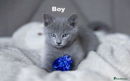 Russian Blue cats for sale: Pure Russian Blue Kittens Available  - Image 25