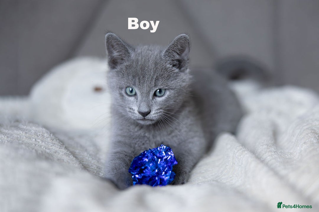 Russian Blue cats for sale: Pure Russian Blue Kittens Available  - Image 25