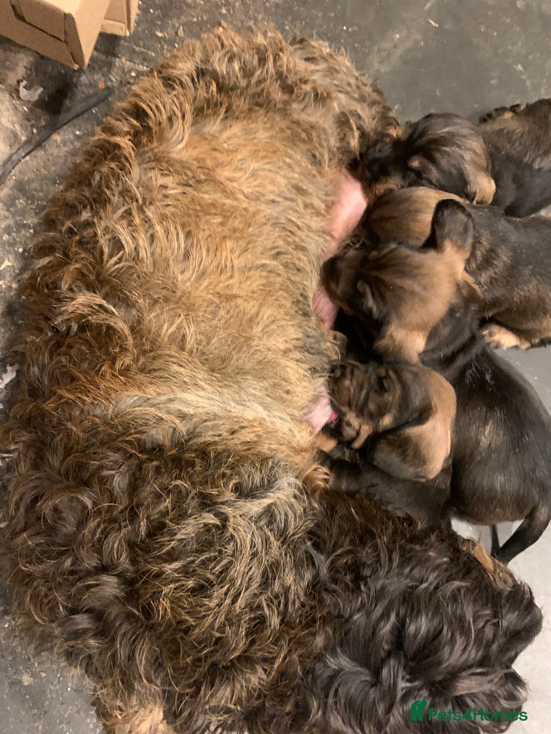 Dachshund dogs for sale: Standard wirehaired dachshund  - Advert 9