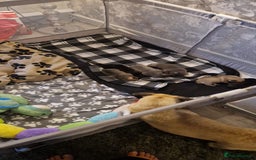 Frug dogs for sale: 6 beautiful frug puppies.  - Image 5