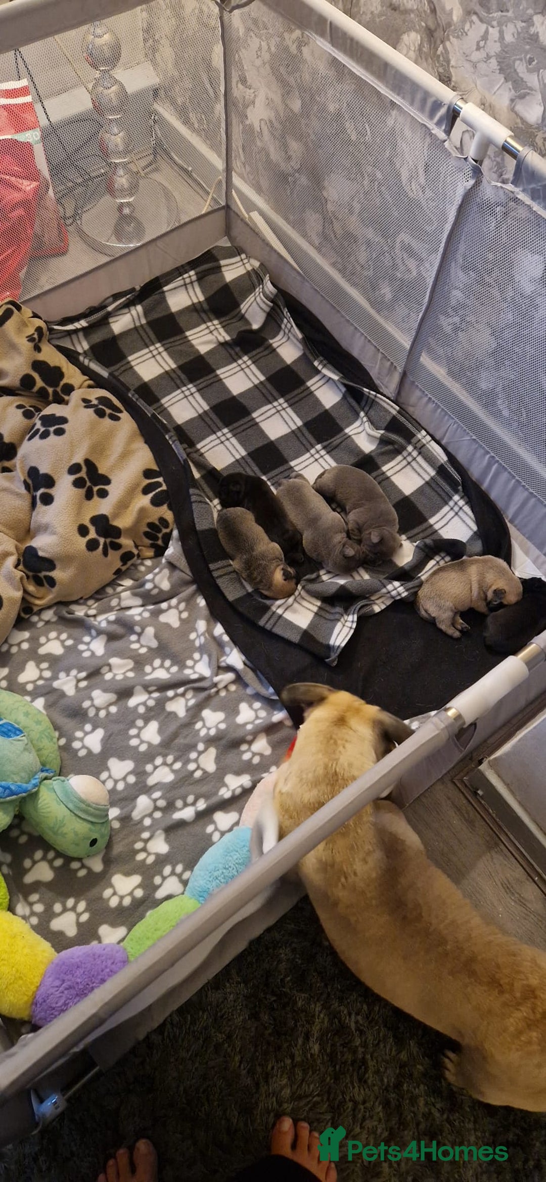 Frug dogs for sale: 6 beautiful frug puppies.  - Image 5