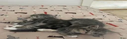 Scottish Fold cats for sale: 💙Scottish Fold boy💙 Ready soon!! - Advert 3