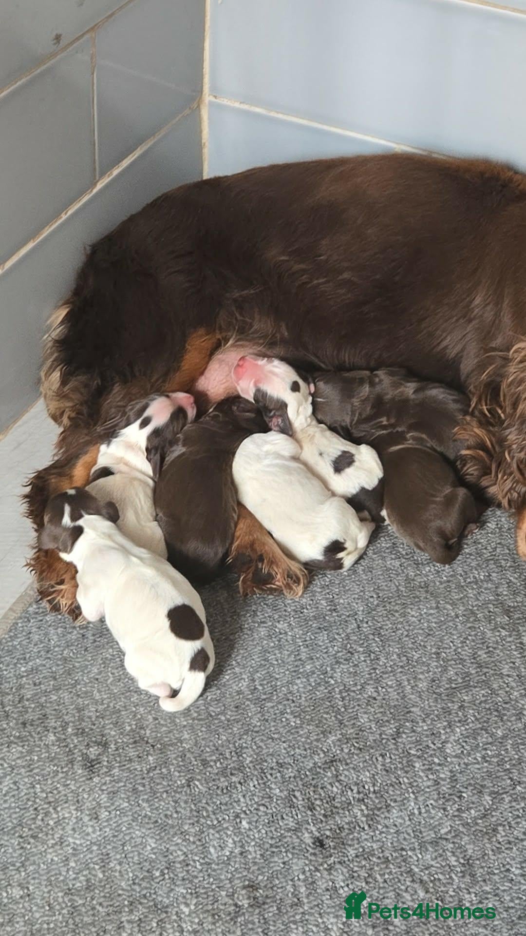 Sprocker dogs 7 Beautiful Sprockers available - Advert 1