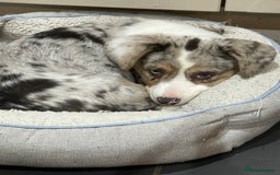 Welsh Corgi Cardigan dogs for sale: Beautiful Blue Cardigan Corgi Bitch  - Image 3