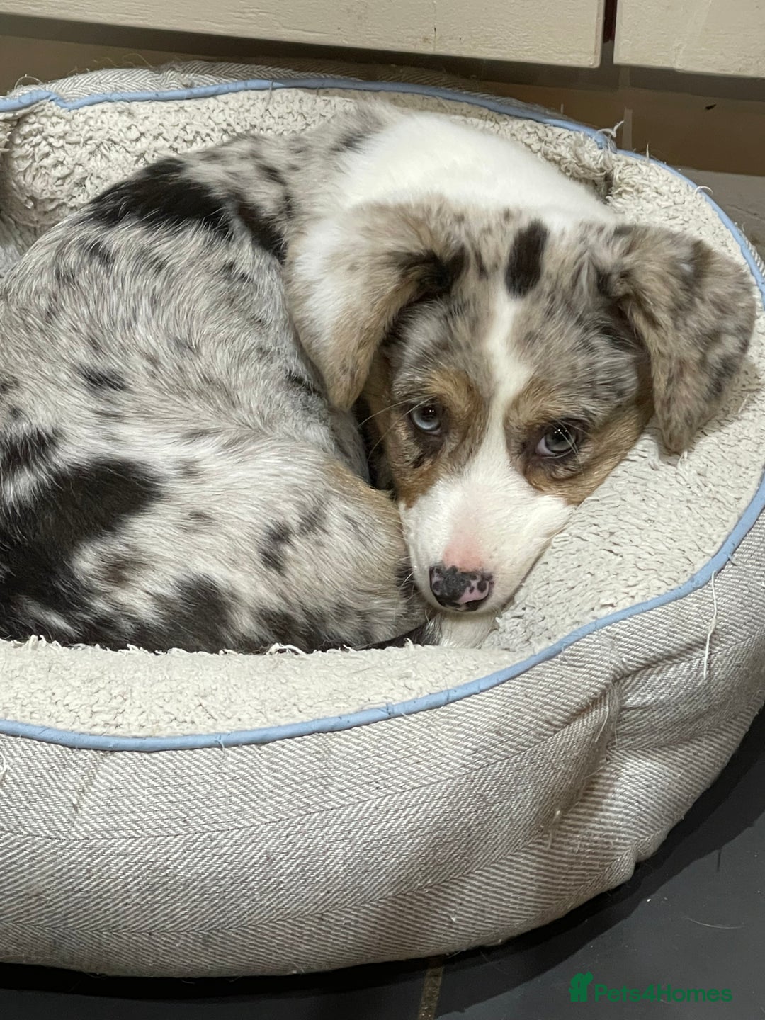 Welsh Corgi Cardigan dogs for sale: Beautiful Blue Cardigan Corgi Bitch  - Image 3