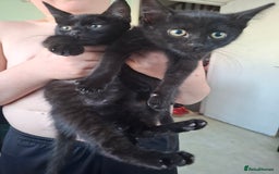Mixed Breed cats for sale: 2 sister kittens  - Image 1