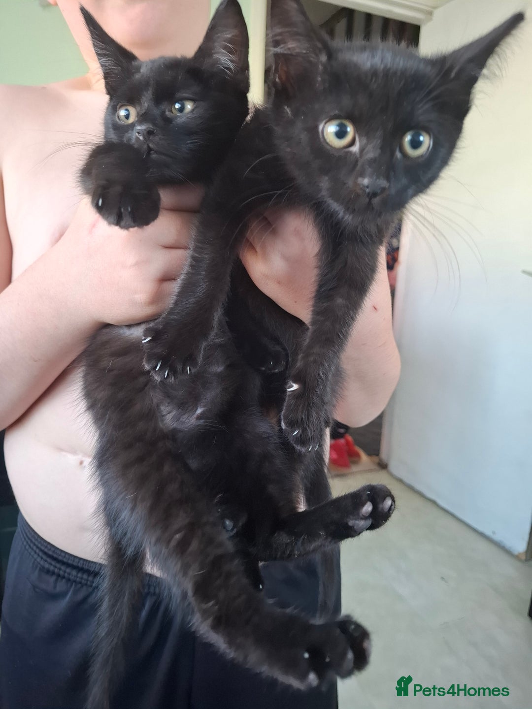 Mixed Breed cats for sale: 2 sister kittens  - Image 1
