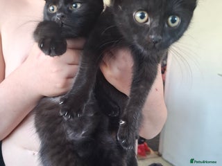 Mixed Breed cats for sale - Advert 1