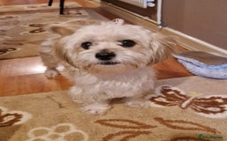 Shihpoo dogs for sale: 6 Georgeous Shipoo Teddy pups - Image 2