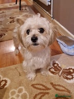 Shihpoo dogs - Advert 1