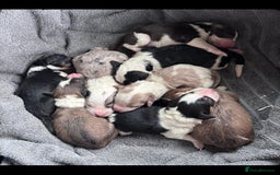 Goldendoodle dogs for stud: FULLY HEALTH TESTED! MOYEN POODLE STUD! in Kettering - Image 39