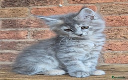 Maine Coon cats for sale: Beautiful Maine Coon kittens - Image 39