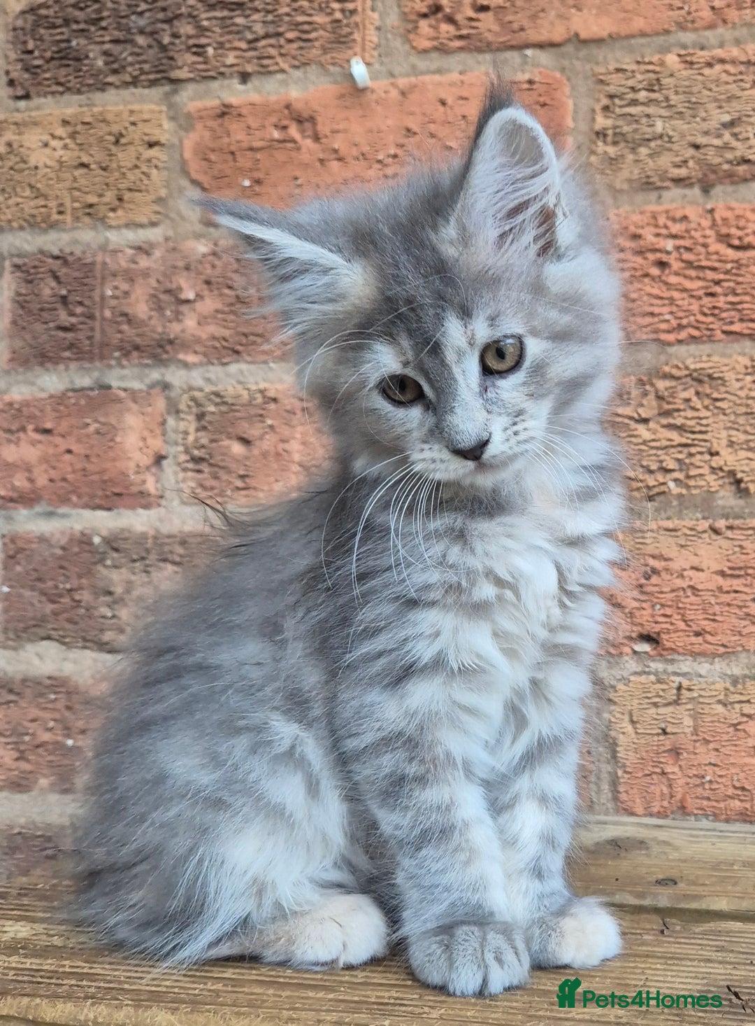 Maine Coon cats for sale: Beautiful Maine Coon kittens - Image 39