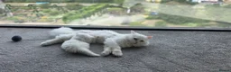 Persian cats for sale: adorable persian kittens in Hemel Hempstead - Advert 11