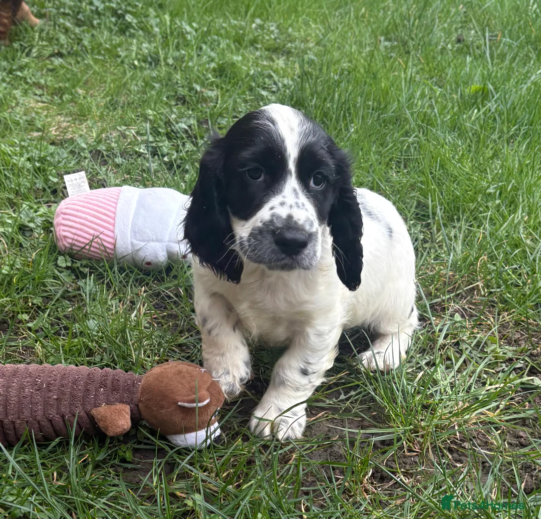 Cocker Spaniel dogs for sale: Gorgeous Cocker Spaniel litter  in Spennymoor - Advert 9