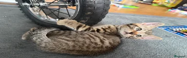 Bengal Stripes and Rosettes 