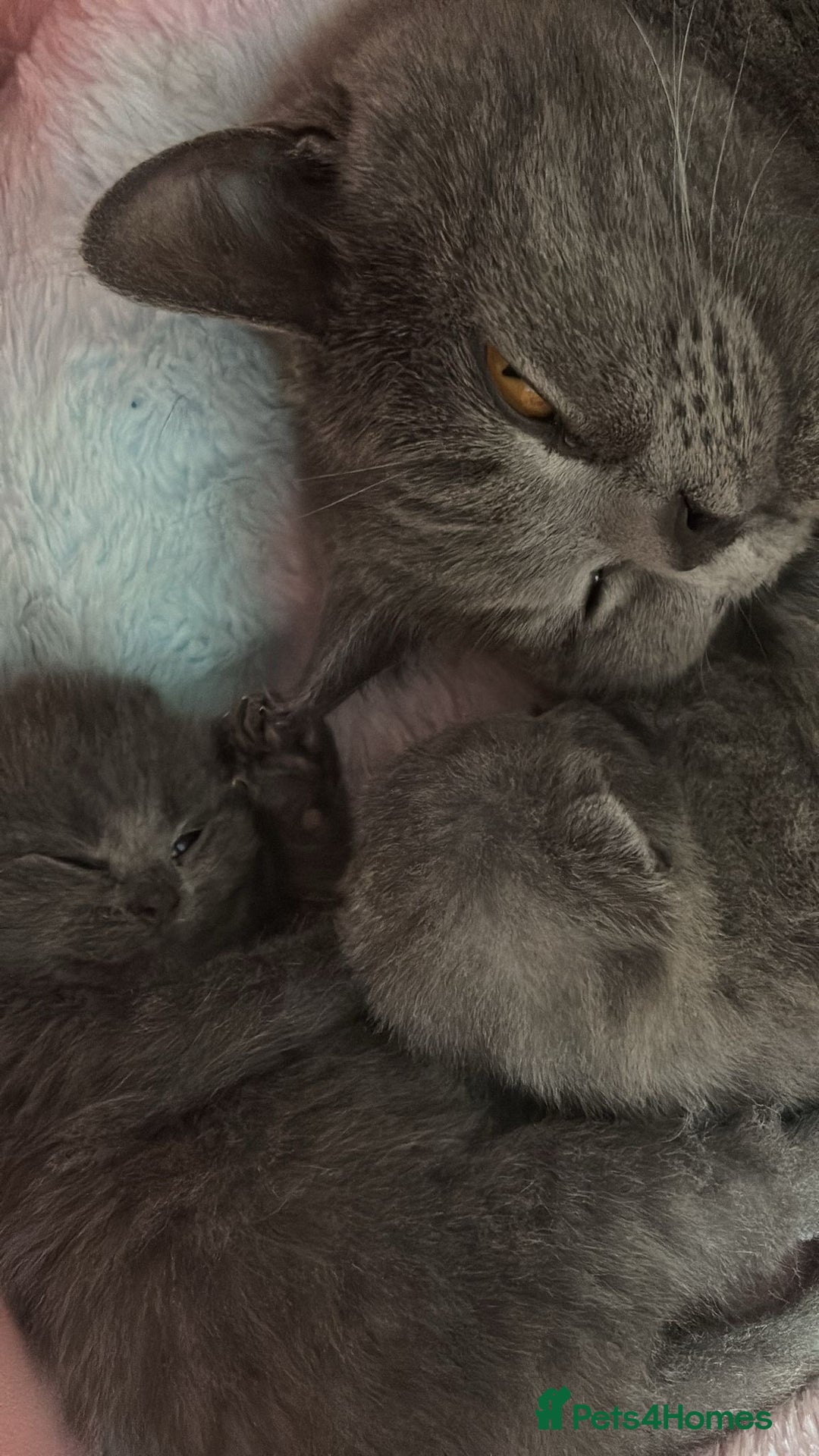 British Shorthair cats for sale: Beautiful litter of pure British shorthaired - Image 7