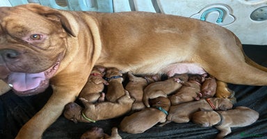 Dogue De Bordeaux dogs - Advert 16