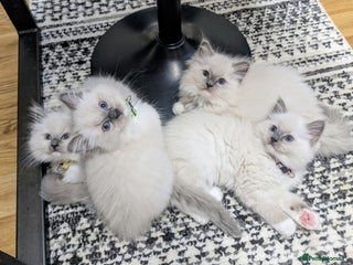 Ragdoll cats - Advert 1