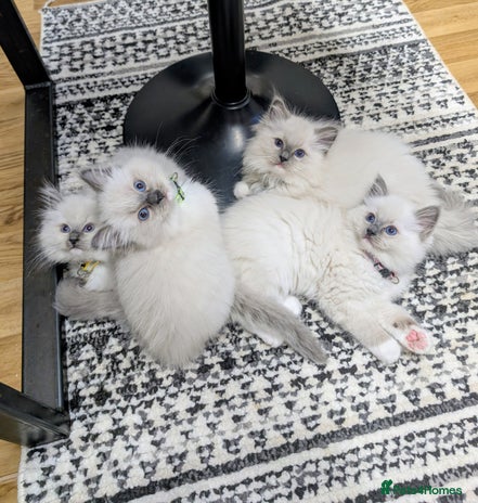 Ragdoll cats - Advert 1