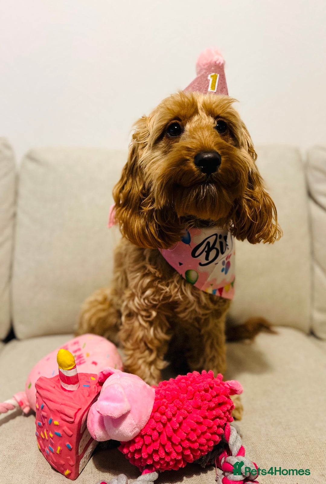 Cockapoo dogs for sale: Red & Apricot Cockapoo puppies  - Advert 31