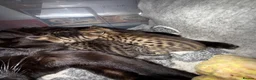 Savannah cats for sale: Savannah F4 kittens - Advert 9
