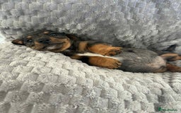 Mixed Breed dogs for sale: Dachshund x jack russell - Image 6