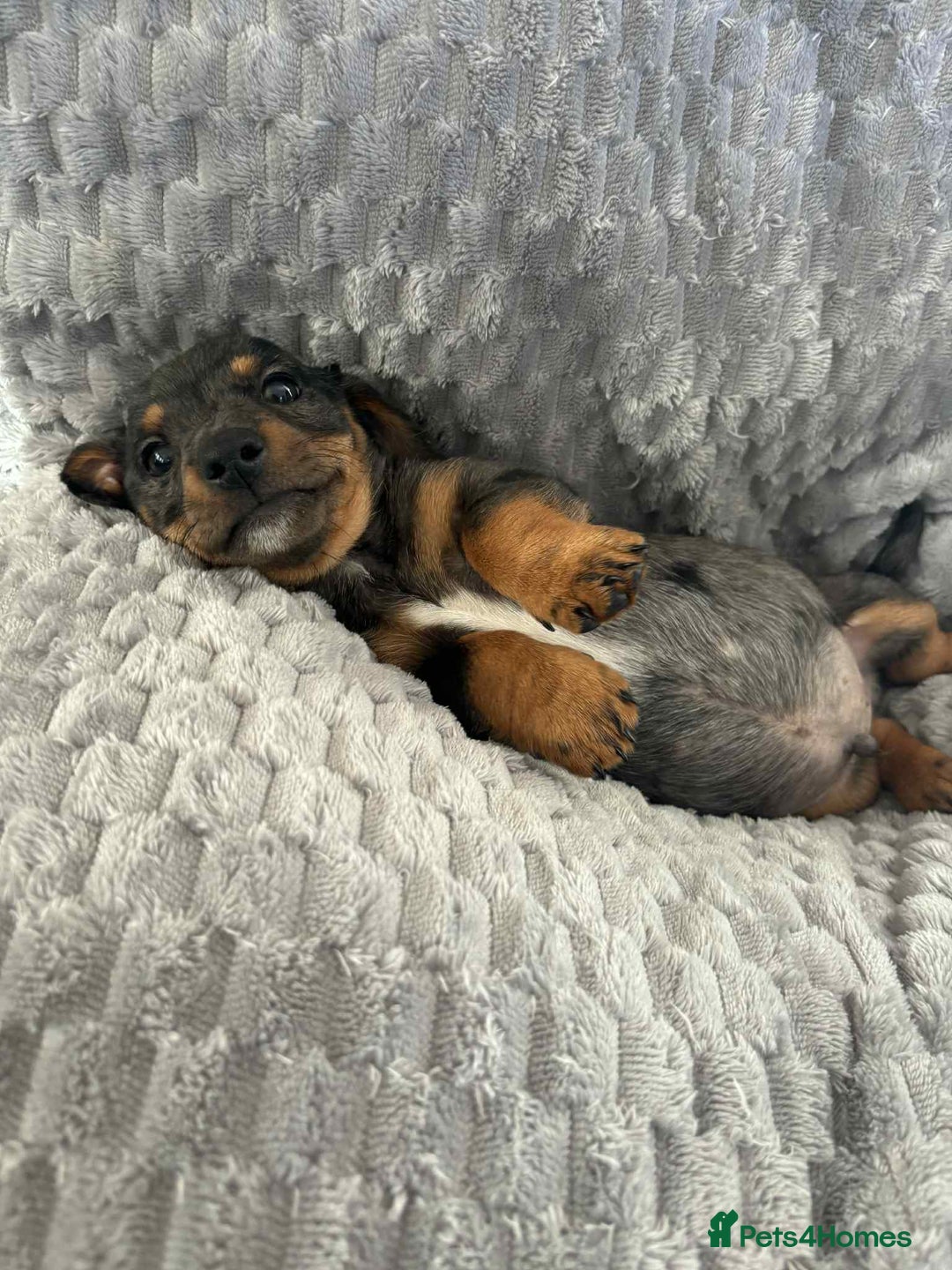 Mixed Breed dogs for sale: Dachshund x jack russell - Image 6