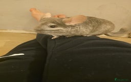Chinchilla rodents for sale: Gorgeous Hetero beige and standard  kits  - Image 14