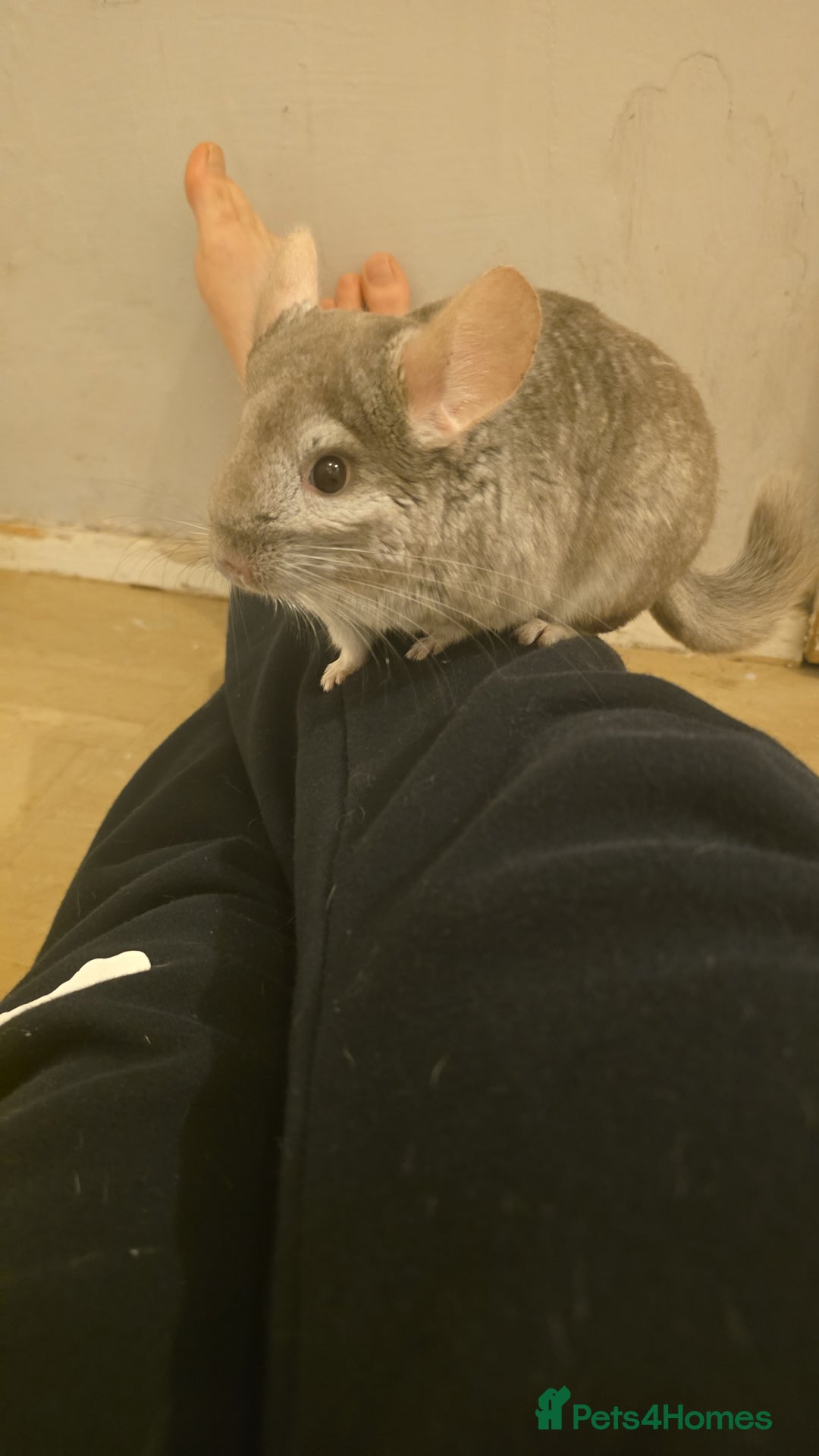 Chinchilla rodents for sale: Gorgeous Hetero beige and standard  kits  - Image 14