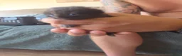 Mixed Breed cats for sale:  BEAUTIFUL RUSSIAN BLUE X BSH KITTENS  - Advert 22