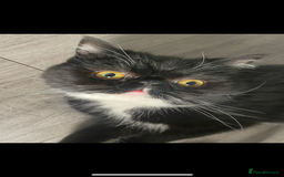 Persian cats for sale: Persian exotic cats - new homes needed - Image 10
