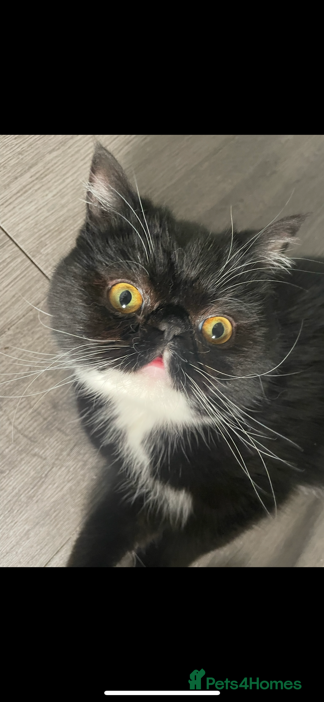 Persian cats for sale: Persian exotic cats - new homes needed - Image 10