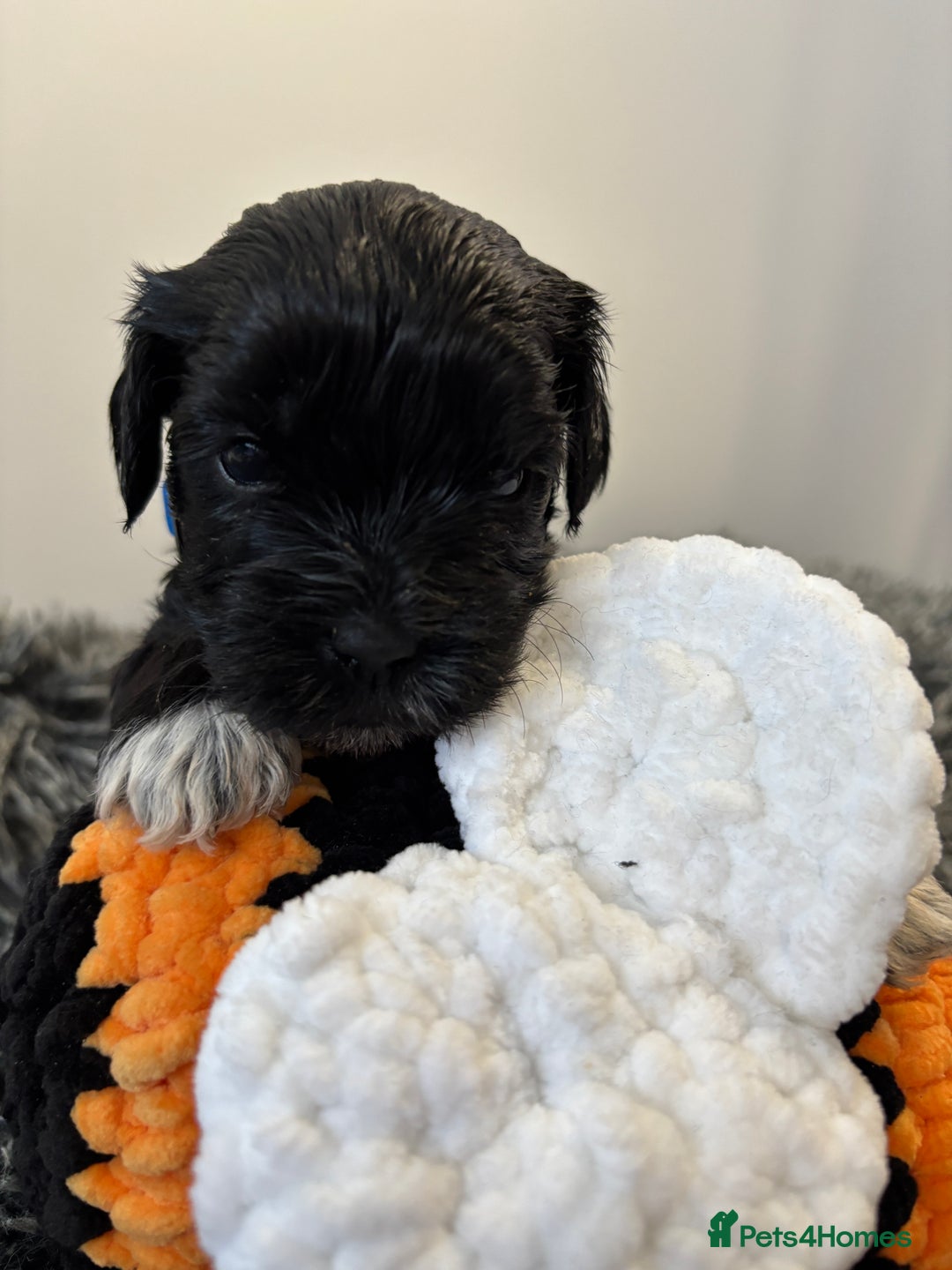 Mixed Breed dogs for sale: Beautiful Sproodle x Lhasa Apso Puppies - Advert 21