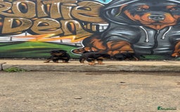 Rottweiler dogs for sale:  Rottweiler Puppies - READY NOW! 2 LEFT!  - Image 27