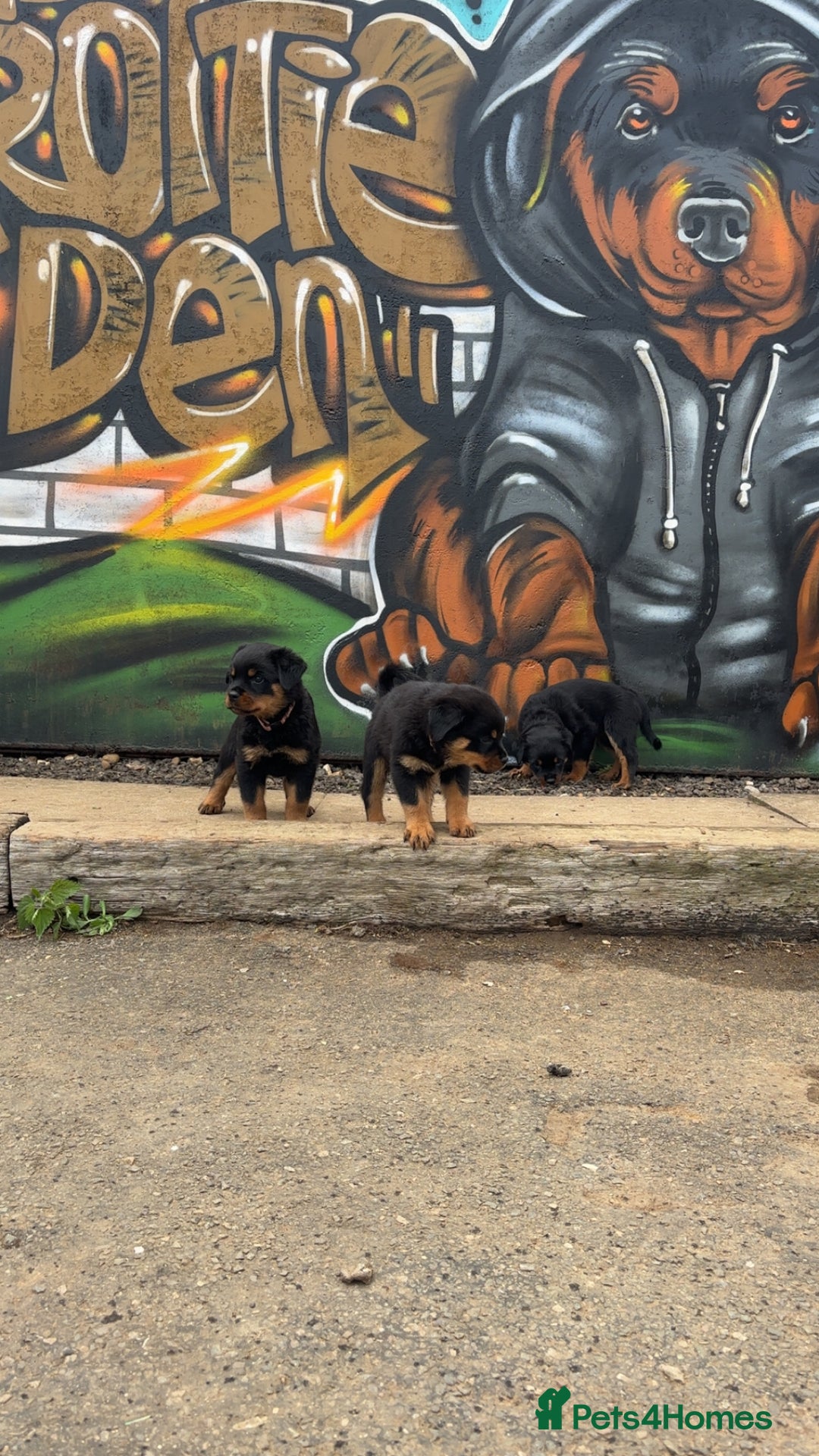 Rottweiler dogs for sale:  Rottweiler Puppies - READY NOW! 2 LEFT!  - Image 27