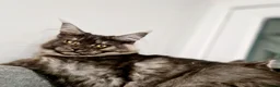 Maine Coon cats for sale: Maine coon  - Advert 5