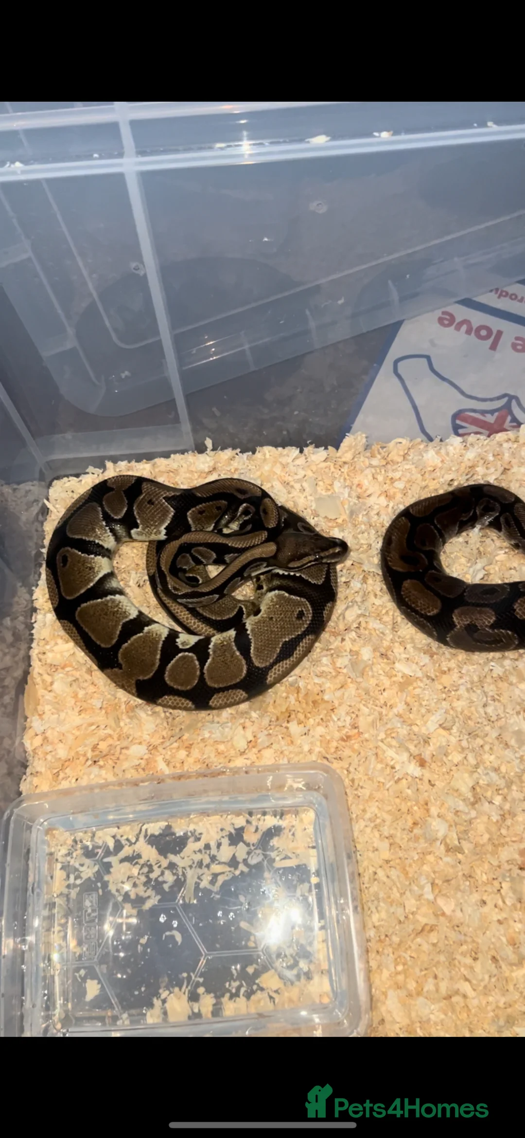 Python Snake reptiles for sale: Corn snake /Royal ball python in Birmingham - Advert 1