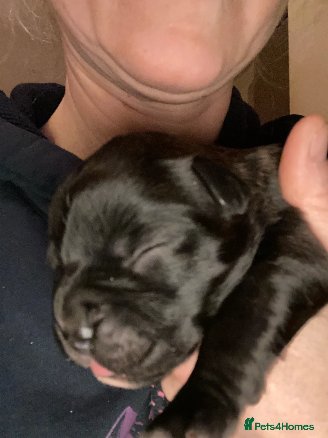 Mixed Breed dogs for sale: 🧬Kc reg mum black boxer & mini boxer pups 🤩 8wk - Advert 35