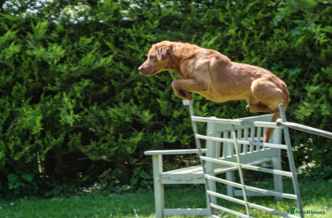 Labrador Retriever dogs for stud: PROVEN KC FOX RED LABRADOR in Thetford - Advert 3