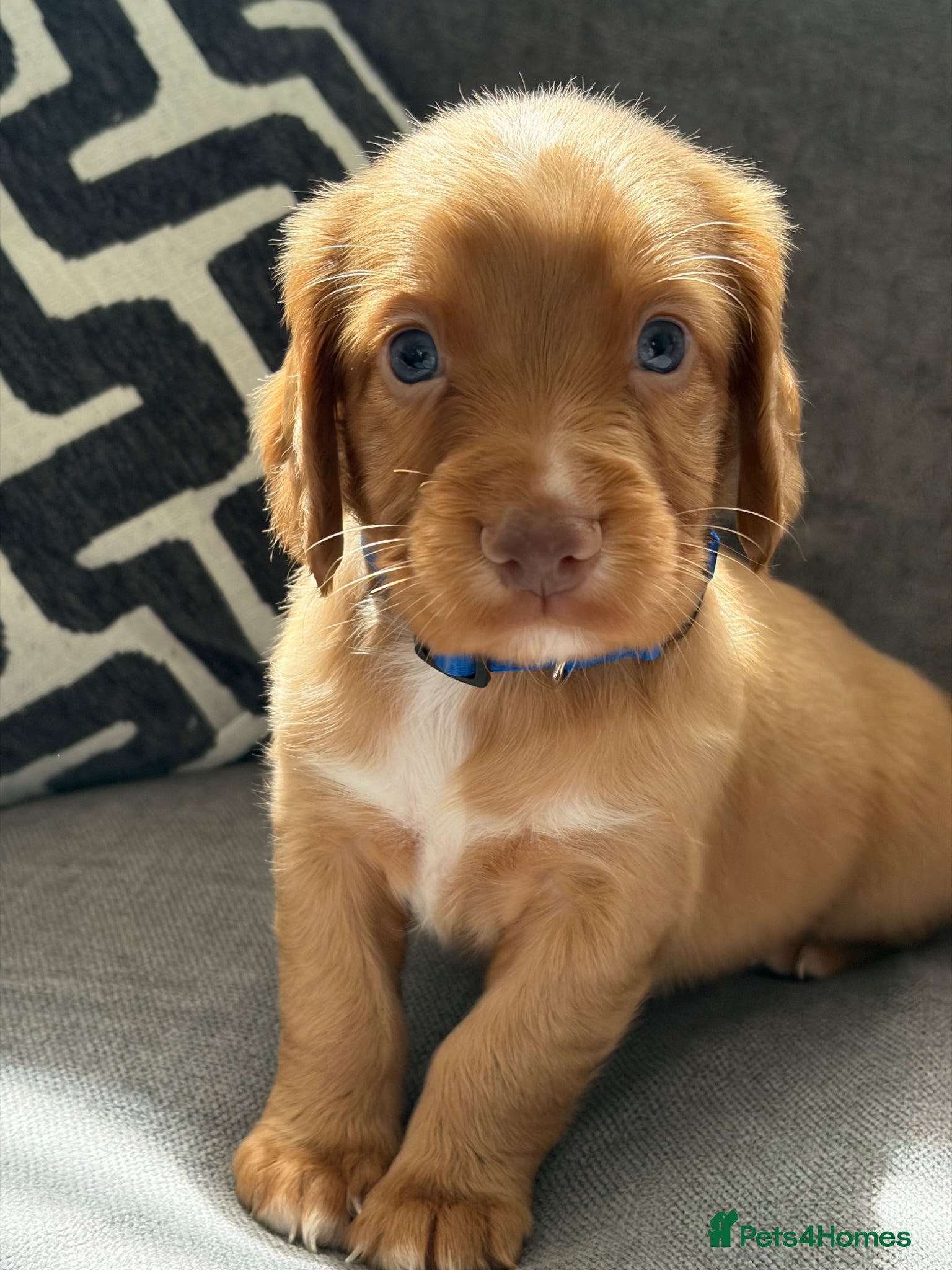Cocker Spaniel dogs Working Cocker spaniel puppies  - Advert 9