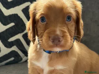 Cocker Spaniel dogs Working Cocker spaniel puppies - Advert 7