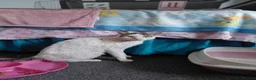 Mixed Breed cats for adoption: Affectionate Indoor rescue Big Snowy - Advert 3