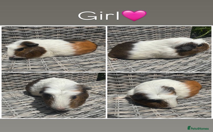 Guinea Pig rodents - Advert 1