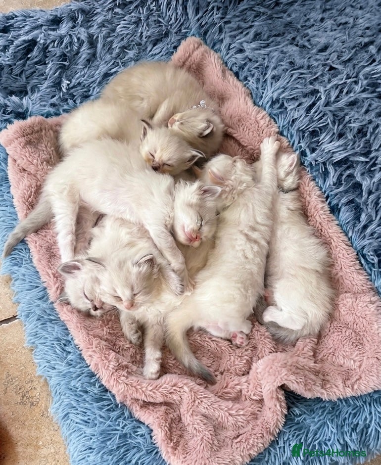 Ragdoll cats ✨ Beautiful Ragdoll Kittens – Ready to Meet You! ✨ - Advert 11