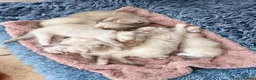 Ragdoll cats for sale: ✨ Beautiful Ragdoll Kittens – Ready Now ✨ - Advert 9
