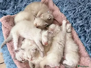 Ragdoll cats ✨ Beautiful Ragdoll Kittens – Ready to Meet You! ✨ - Advert 11
