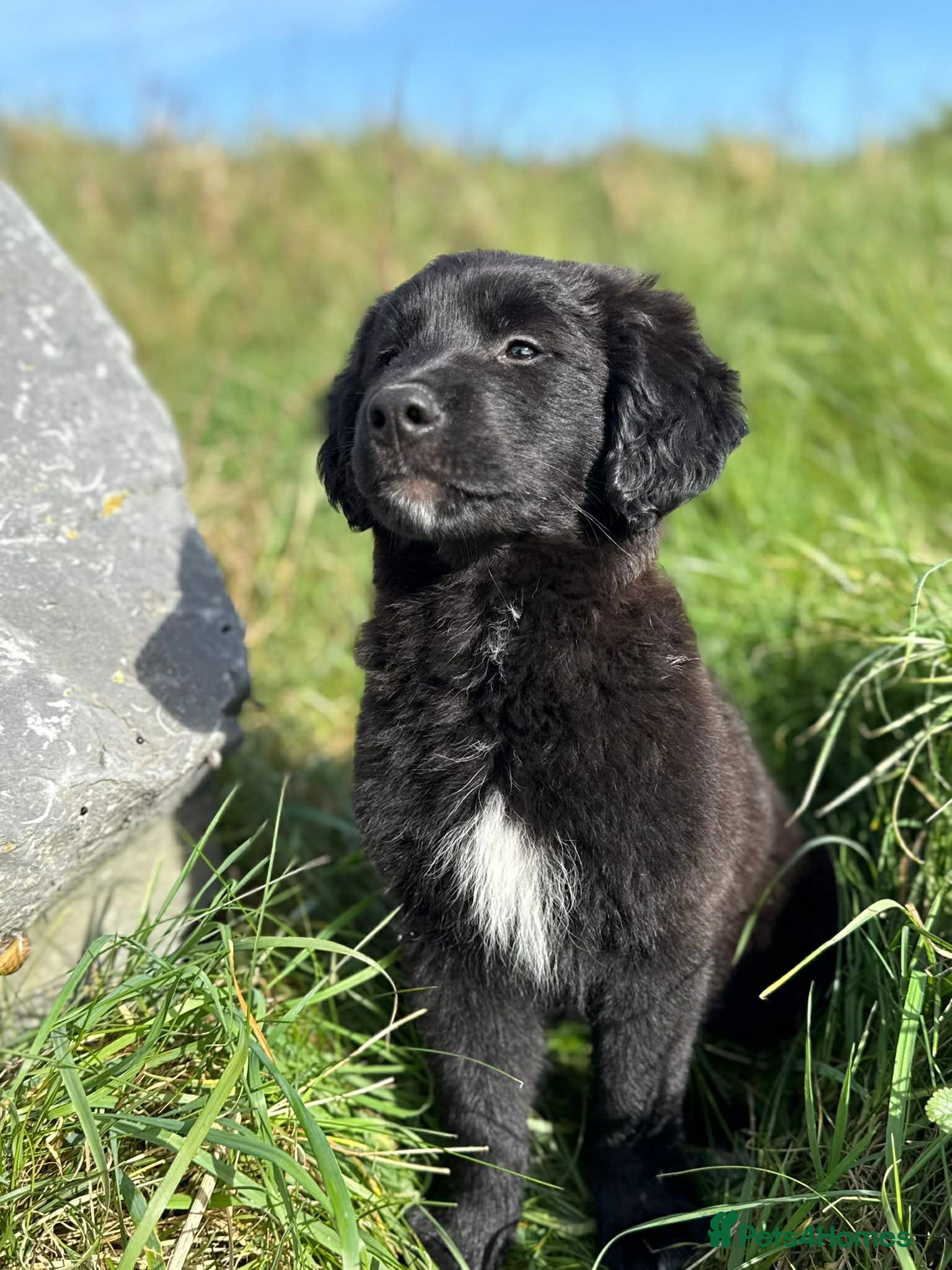 Golden Retriever dogs Pet Trained Golden Retriever x Border Collies - Advert 2