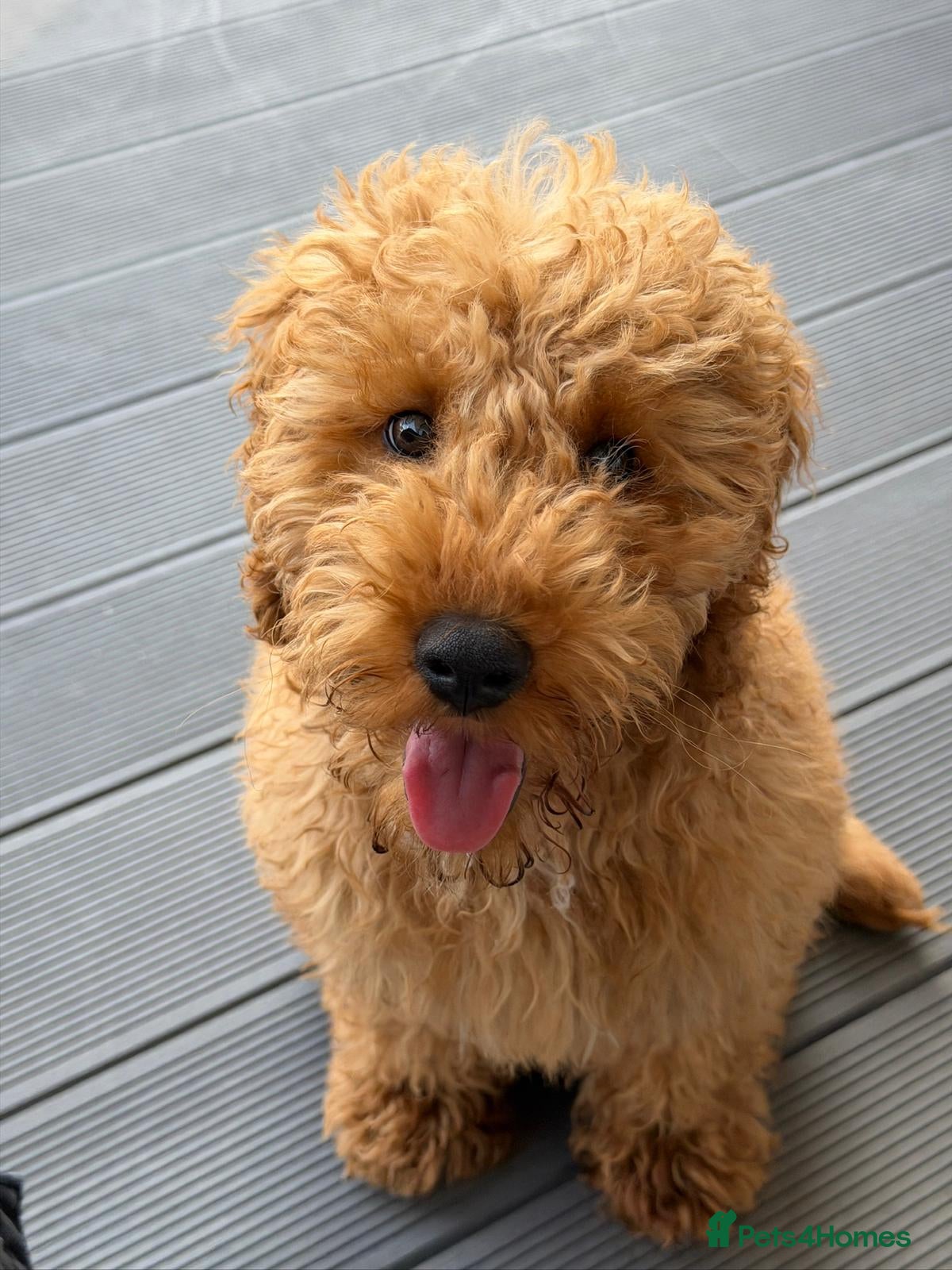 Miniature Poodle dogs High-Standard Miniature Poodle Boys–Ready to LEAVE - Advert 2
