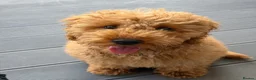 Miniature Poodle dogs for sale: High-Standard Miniature Poodle Puppy - Advert 2